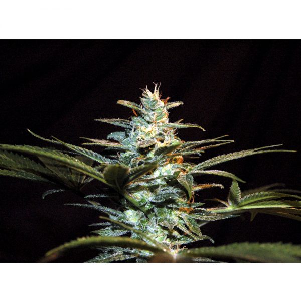 Sweet Seeds Ice Cool BSW.004