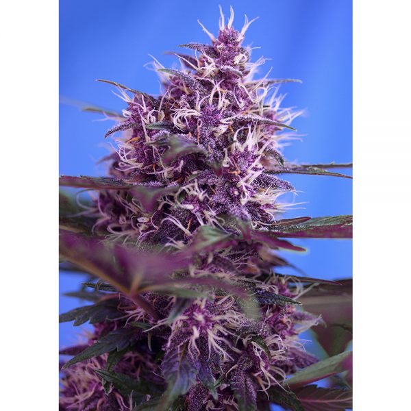 Sweet Seeds Red Poison BSW.039