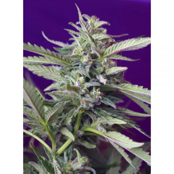 Sweet Seeds S.A.D Fast BSW.045 tl7r yr