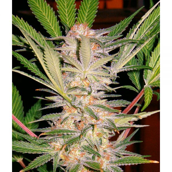Sweet Seeds S.A.D S1 BSW.001