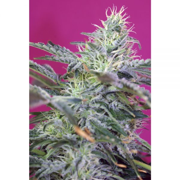 Sweet Seeds Sweet Cheese Auto BSW.027