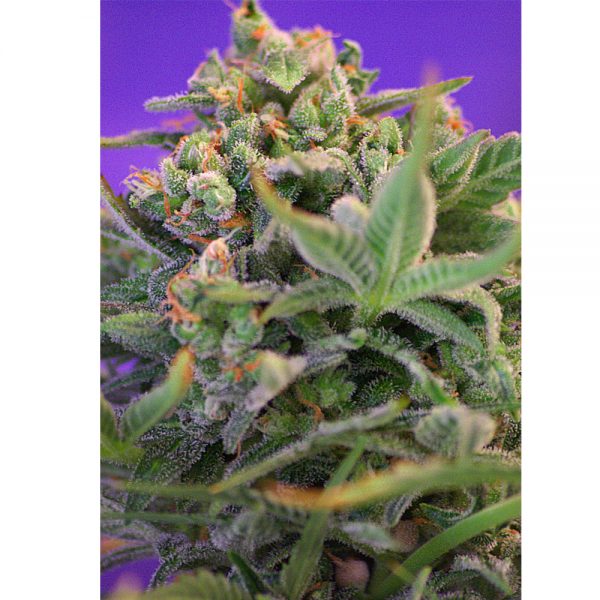 Sweet Seeds Sweet Cheese BSW.018
