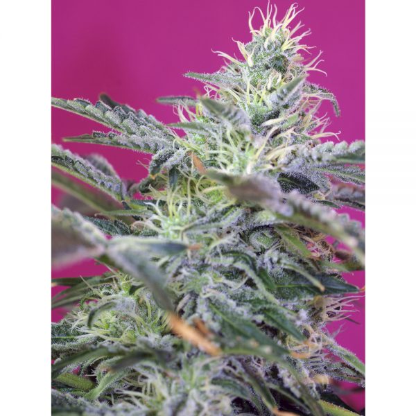 Sweet Seeds Sweet Cheese Fast BSW.042 jiaq 7m