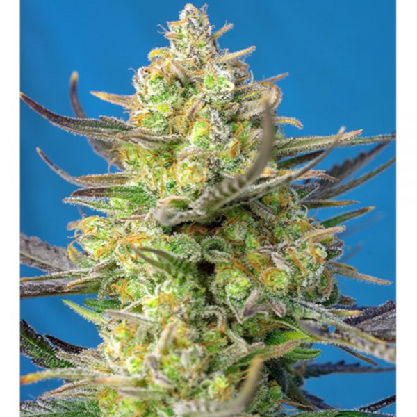 Sweet Seeds Sweet Cheese XL Auto BSW.076