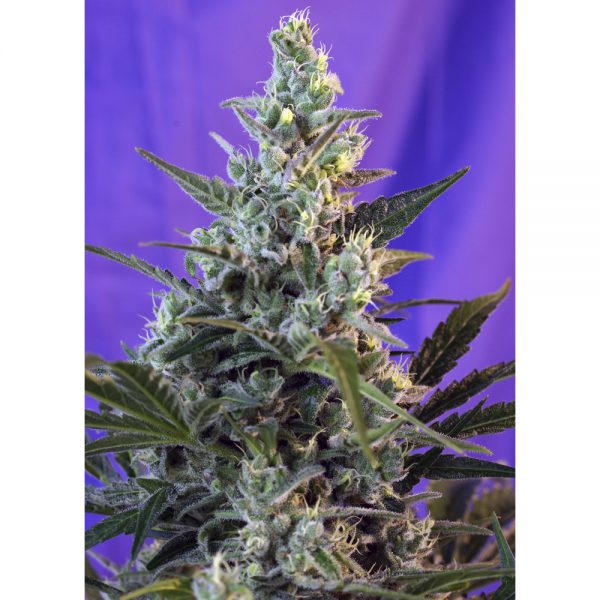 Sweet Seeds Sweet Skunk Auto BSW.026 ztly 22