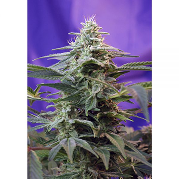 Sweet Seeds Sweet Special Fast BSW.043 66i7 tq