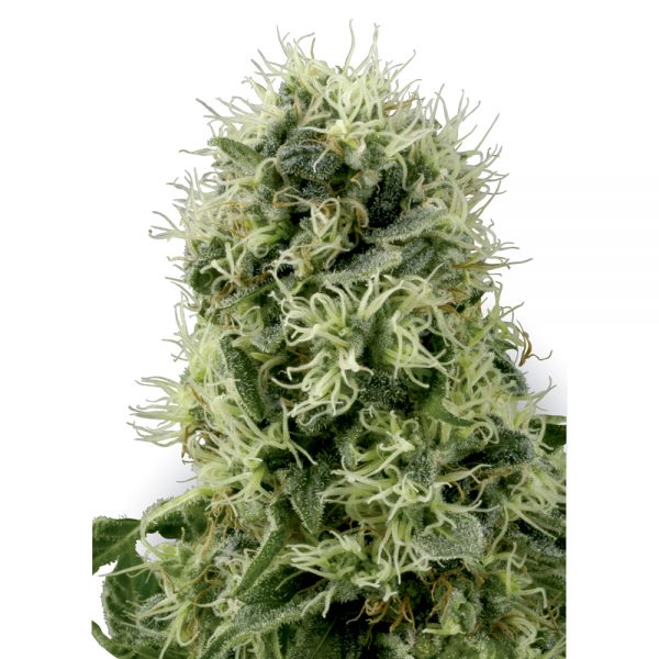 White Level Seeds Pure Power Plant BWL.006