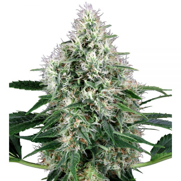 White Level Seeds Pure Power Plant BWL.023