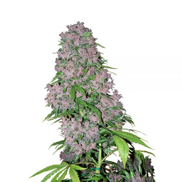 White Level Seeds Purple Bud 021 1