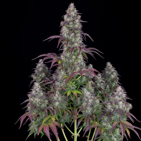 fast buds Seeds Lemon Pie BFB.028 thef q6 scaled
