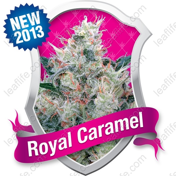 32476 royal queen royal caramel