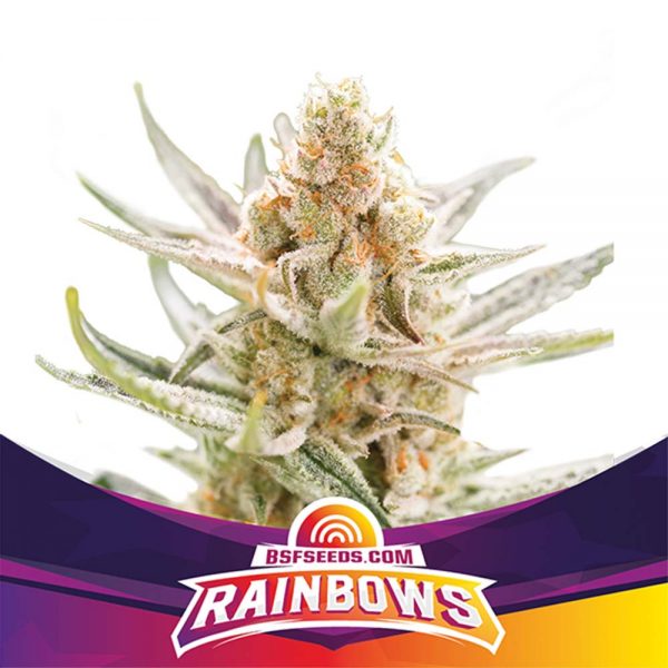 BSF Seeds Rainbows BBSF.002