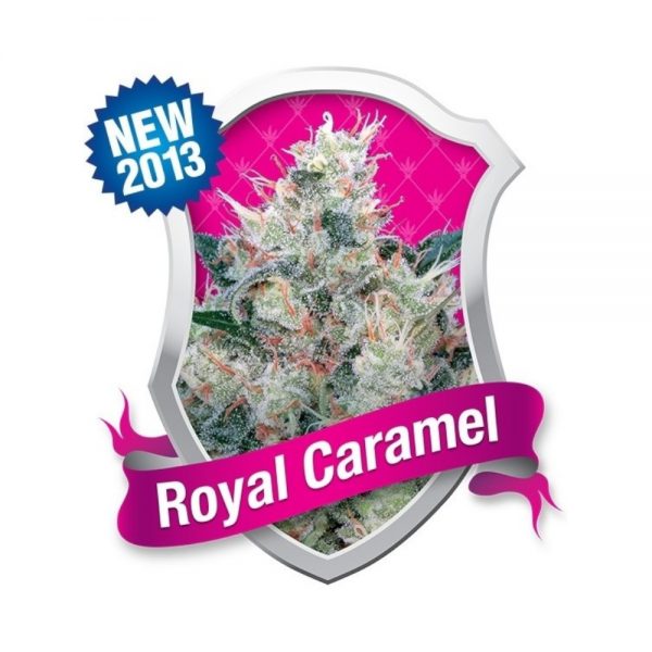 Royal Queen Seeds Royal Caramel BRQ.020